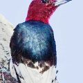 Red-Headed Woodpecker (print 8x12) JAH-14-167